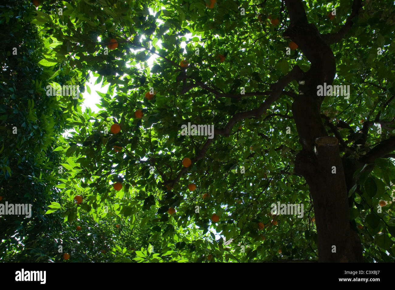 Blick hinauf in den tiefen Schatten der ein Orangenbaum in Sevilla. Stockfoto