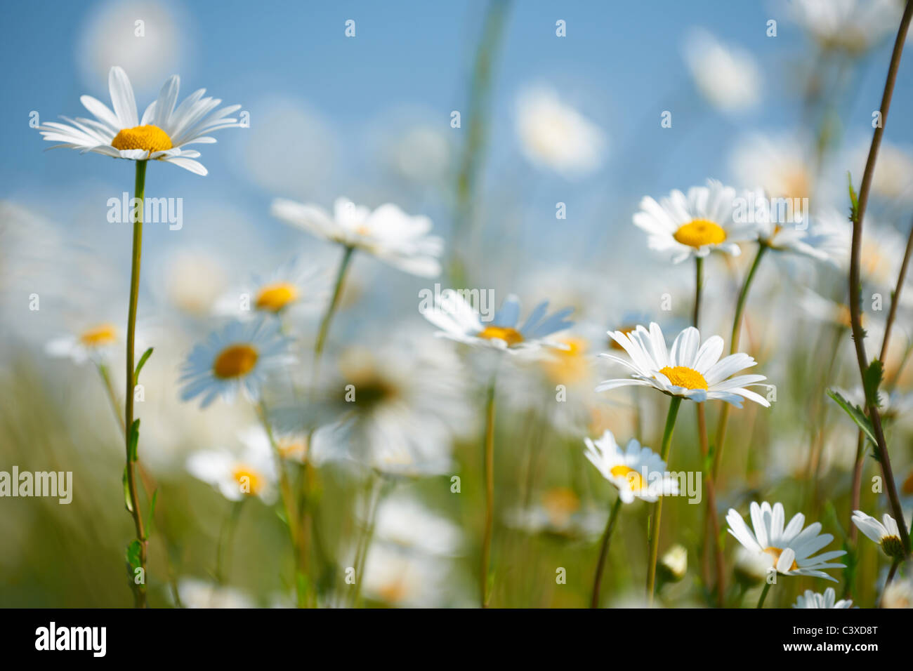 Nahaufnahme von Gänseblümchen im Feld in voller Blüte Stockfoto