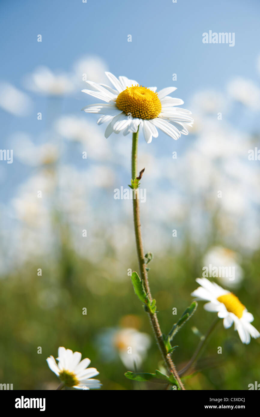 Nahaufnahme von Daisy im Feld in voller Blüte Stockfoto
