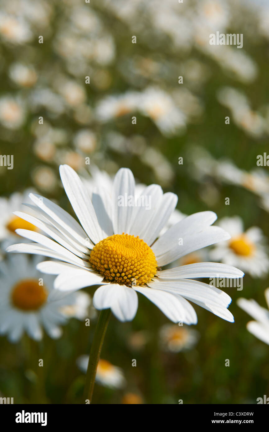 Nahaufnahme von Daisy im Feld in voller Blüte Stockfoto