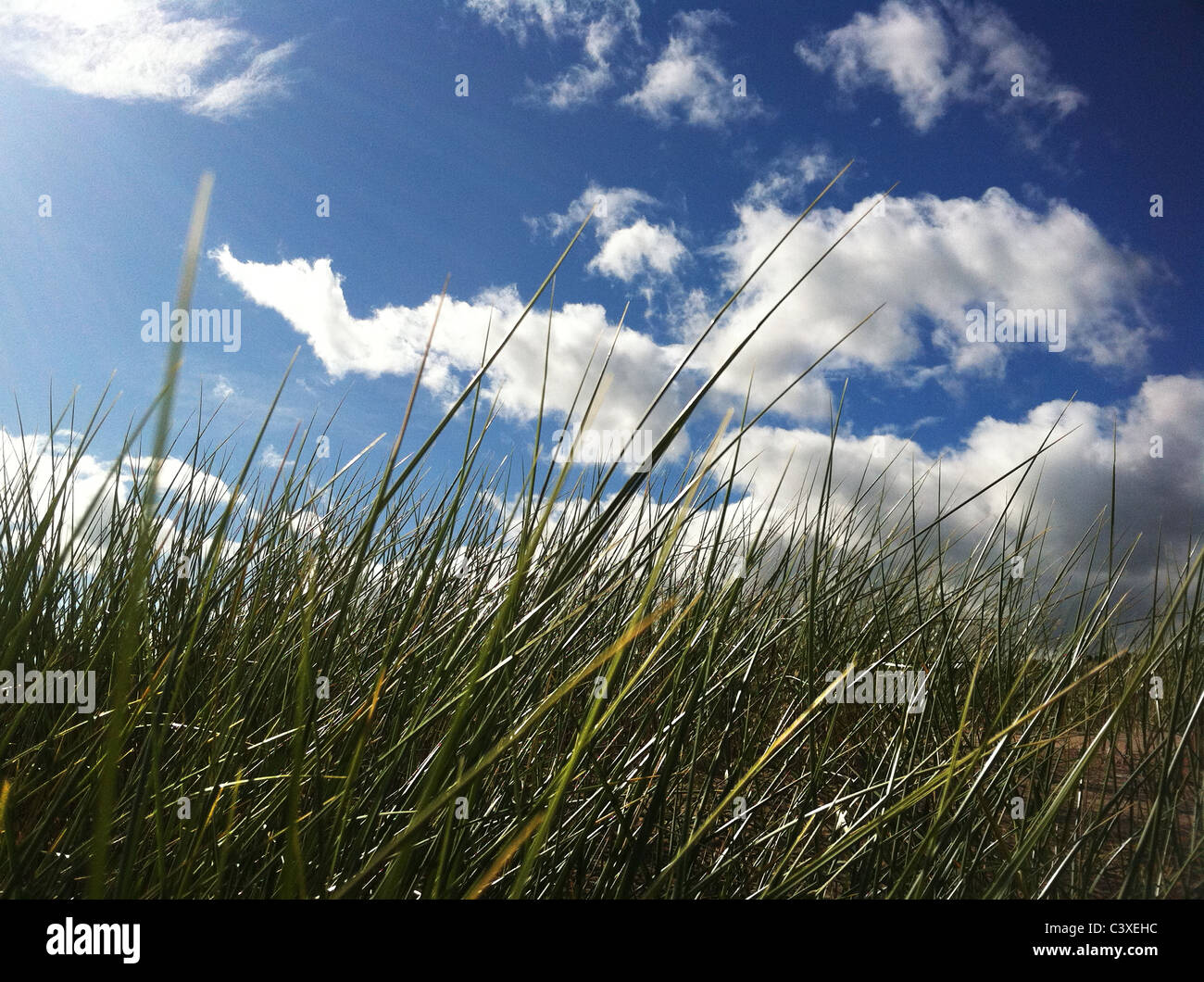 Dünengebieten Grass (Ammophila Arenaria) wächst auf einer Sanddüne im Bild vor einem blauen Himmel. Stockfoto