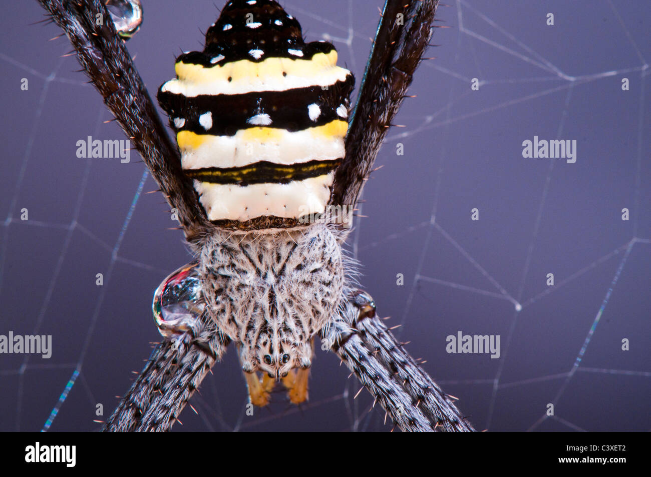 Spinne hautnah, Saint Andrew Cross Spider - Argiope Keyserlingi Orb weaver Stockfoto