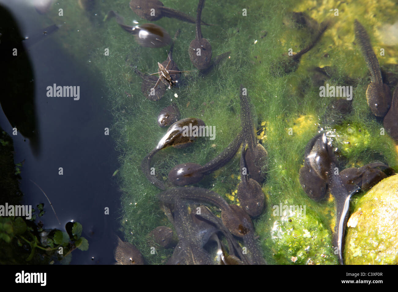 Frösche kaulquappen Fotos und Bildmaterial in hoher Auflösung Alamy