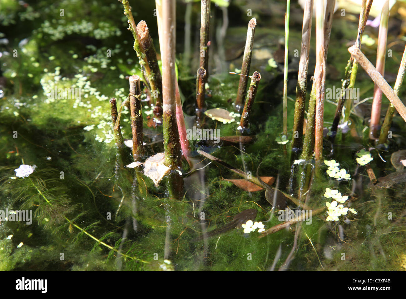 Kaulquappen im Gartenteich Stockfotografie Alamy