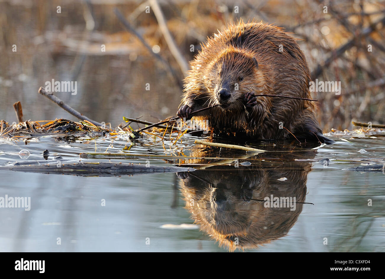 Ein Erwachsener Biber am Rande seiner Beaver dam kauen auf Ast sitzend Stockfoto