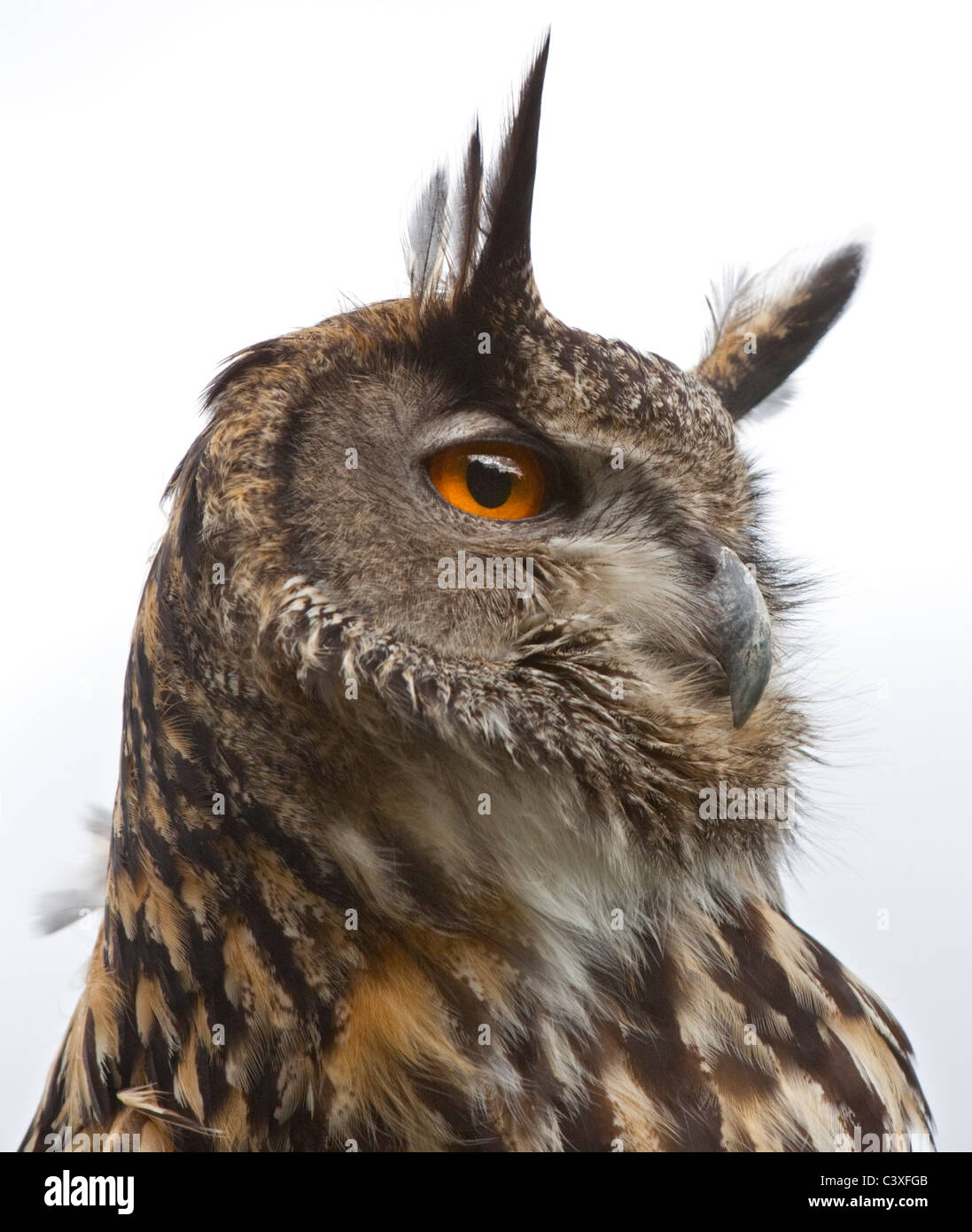 Eurasische Adler-Eule (Bubo Bubo) Stockfoto