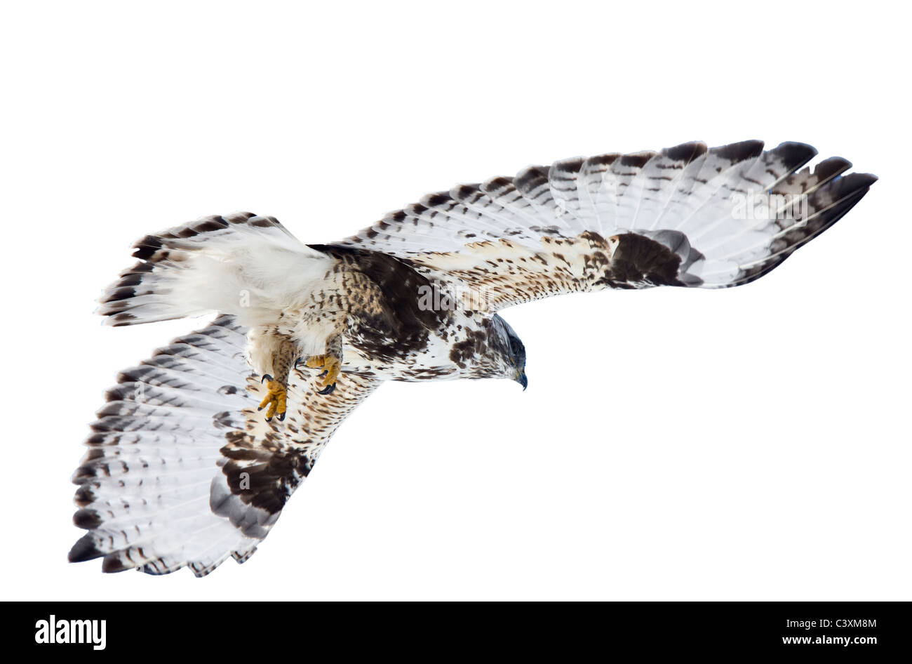 Rough-Legged Hawk Saskatchewan Kanada gegen Himmel Stockfoto