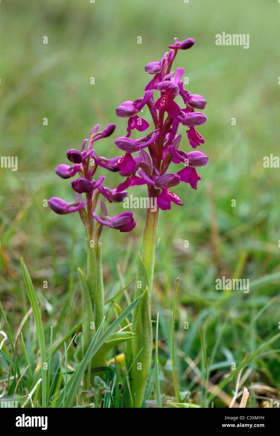 Greenwing Orchidee, Anacamptis Morio, Marlow, Buckinghamshire, Großbritannien Stockfoto