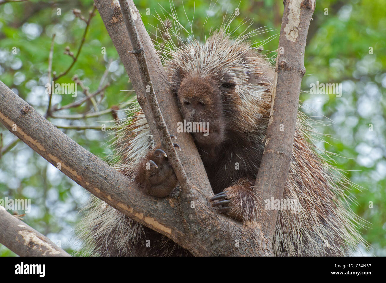 Ein kanadischer Stachelschwein in einem Baum. Stockfoto