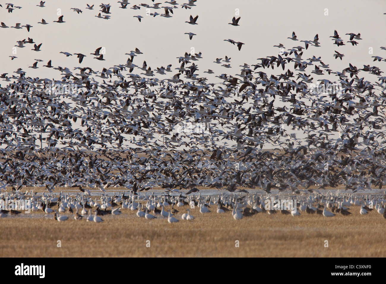 Schneegänse Migration im Flug Saskatchewan Kanada Stockfoto