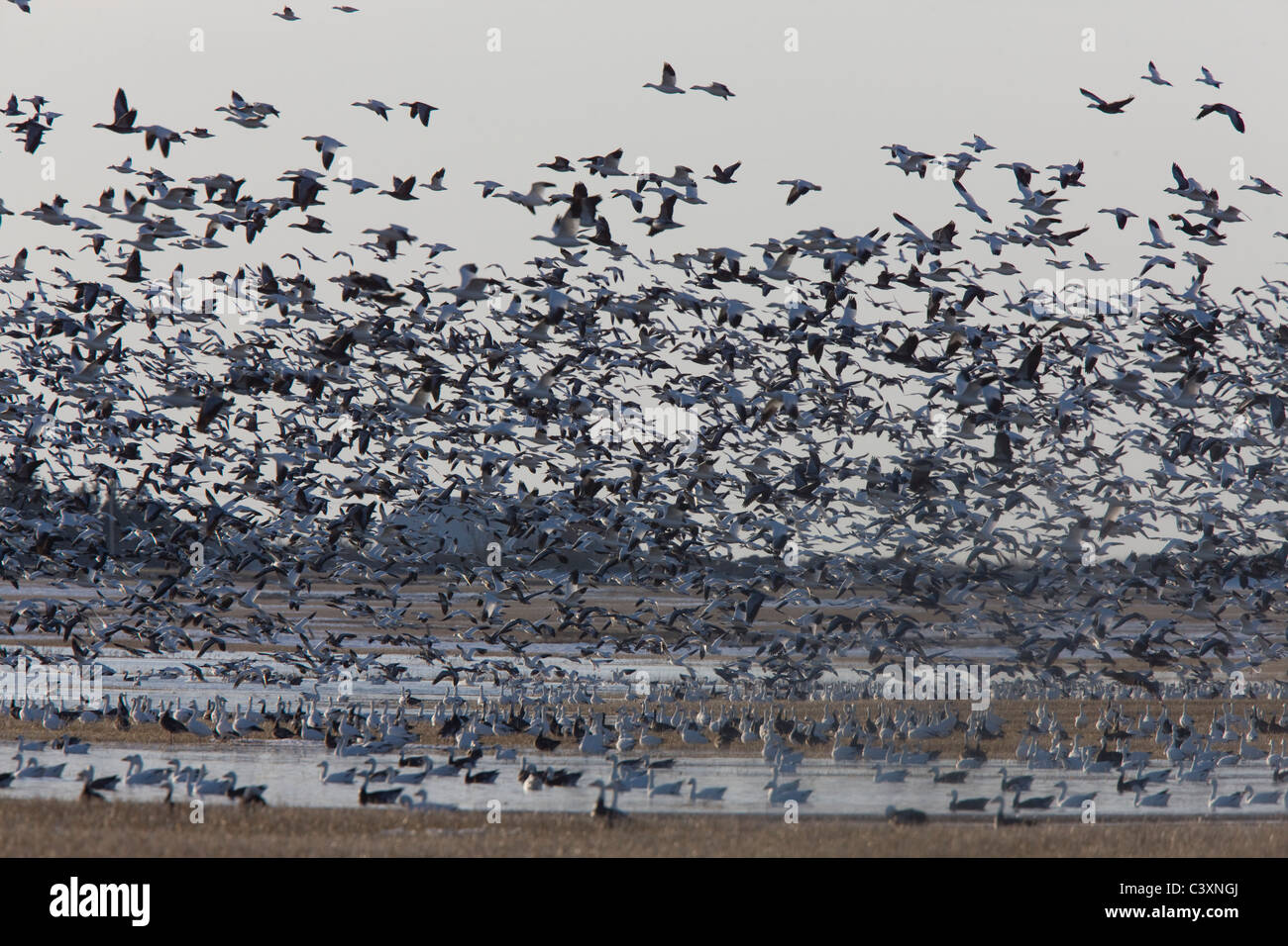 Schneegänse Migration im Flug Saskatchewan Kanada Stockfoto