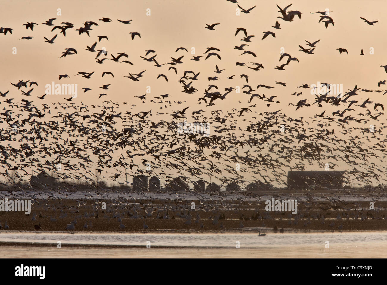 Schneegänse Migration im Flug Saskatchewan Kanada Stockfoto