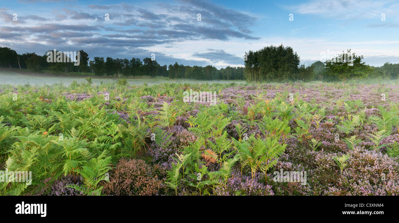 Heide im Sommer Hothfield Heide, Kent, England Stockfoto