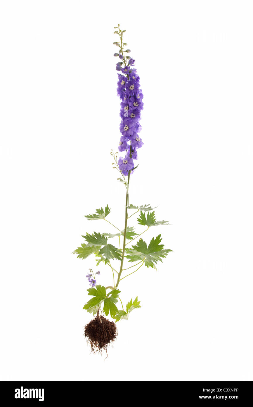 ganze Delphinium Pflanze isoliert auf weißem Hintergrund Stockfoto