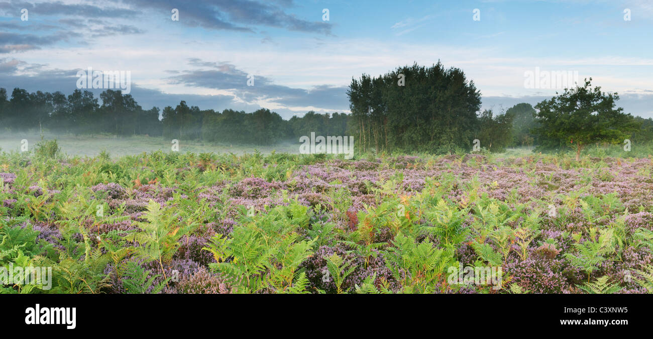 Heide im Sommer Hothfield Heide, Kent, England Stockfoto