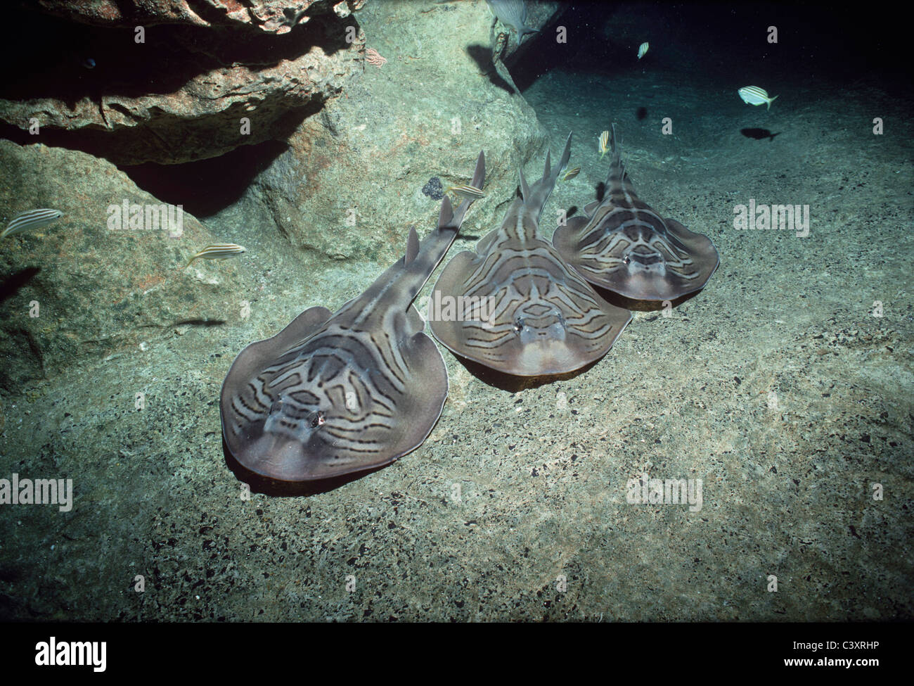 Drei östlichen Fiddler Strahlen (Trygonorrhina Fasciata) am Meeresboden bei Nacht, Great Australian Bight, Australien, Indischer Ozean. Stockfoto