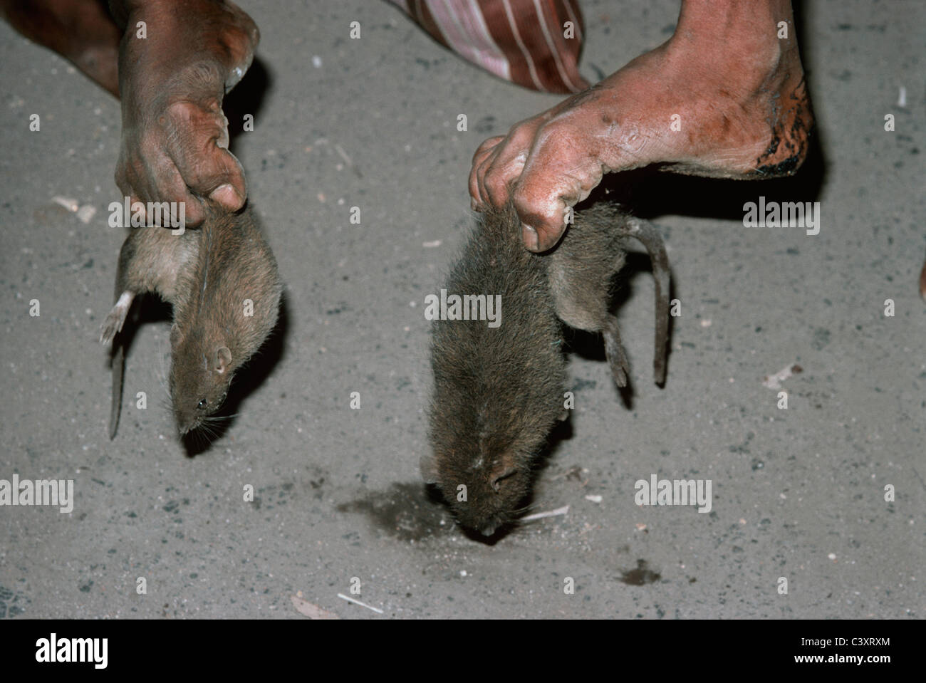 Nacht-Ratte-Mörder abholen Ratten mit ihren Zehen. Mumbai, Indien Stockfoto