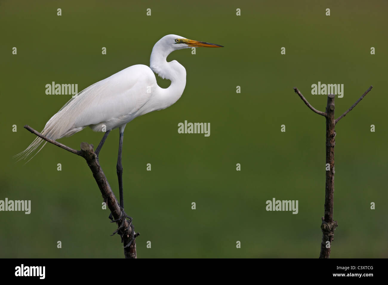 Silberreiher (Egretta Ardea Alba), amerikanische Unterart, thront auf einem Ast in einem Sumpf Stockfoto