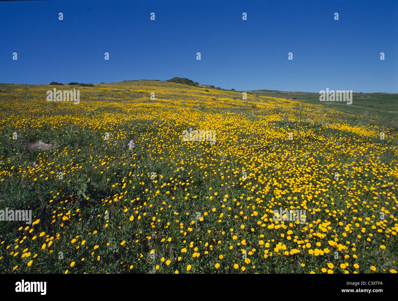 Hochland Wiese in Yorkshire Dales, Yorkshire, Großbritannien Stockfoto