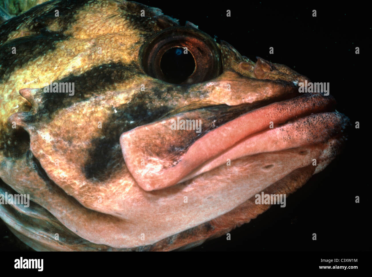 Gesicht von einem Tiger Drachenköpfe (Sebastes Nigrocinctus). Kanalinseln, California. Pazifischen Ozean. Stockfoto