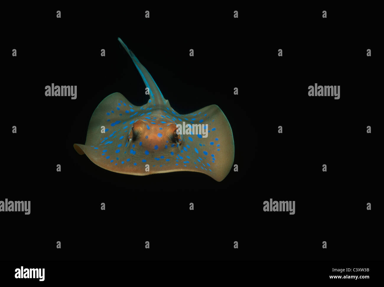 Giftige Bluespotted Ribbontail Stingray (Taeniura Lymma) in der Nacht. Perth, Australien - Indian Ocean. Stockfoto