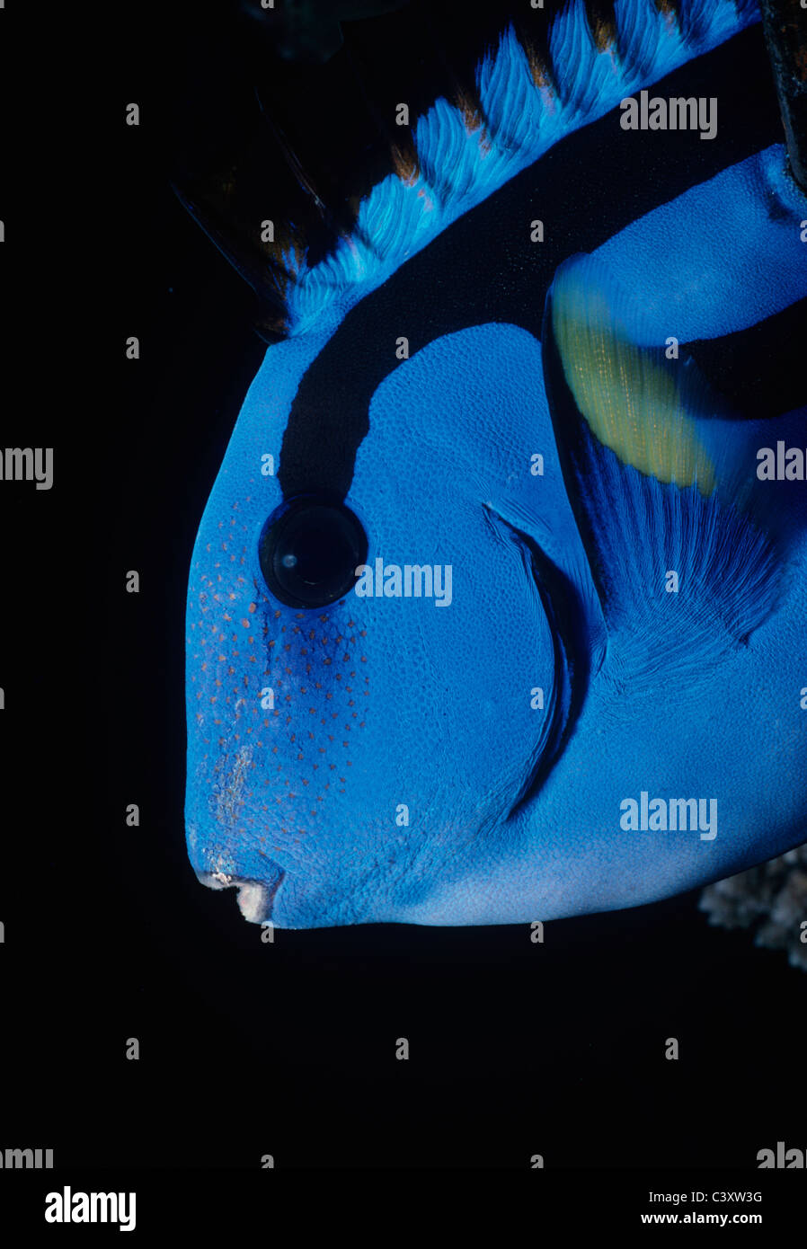 Leiter des Indo-pazifischen Bluetang (Paracanthurus Hepatus). Great Barrier Reef, Australien. Coral Sea. Stockfoto