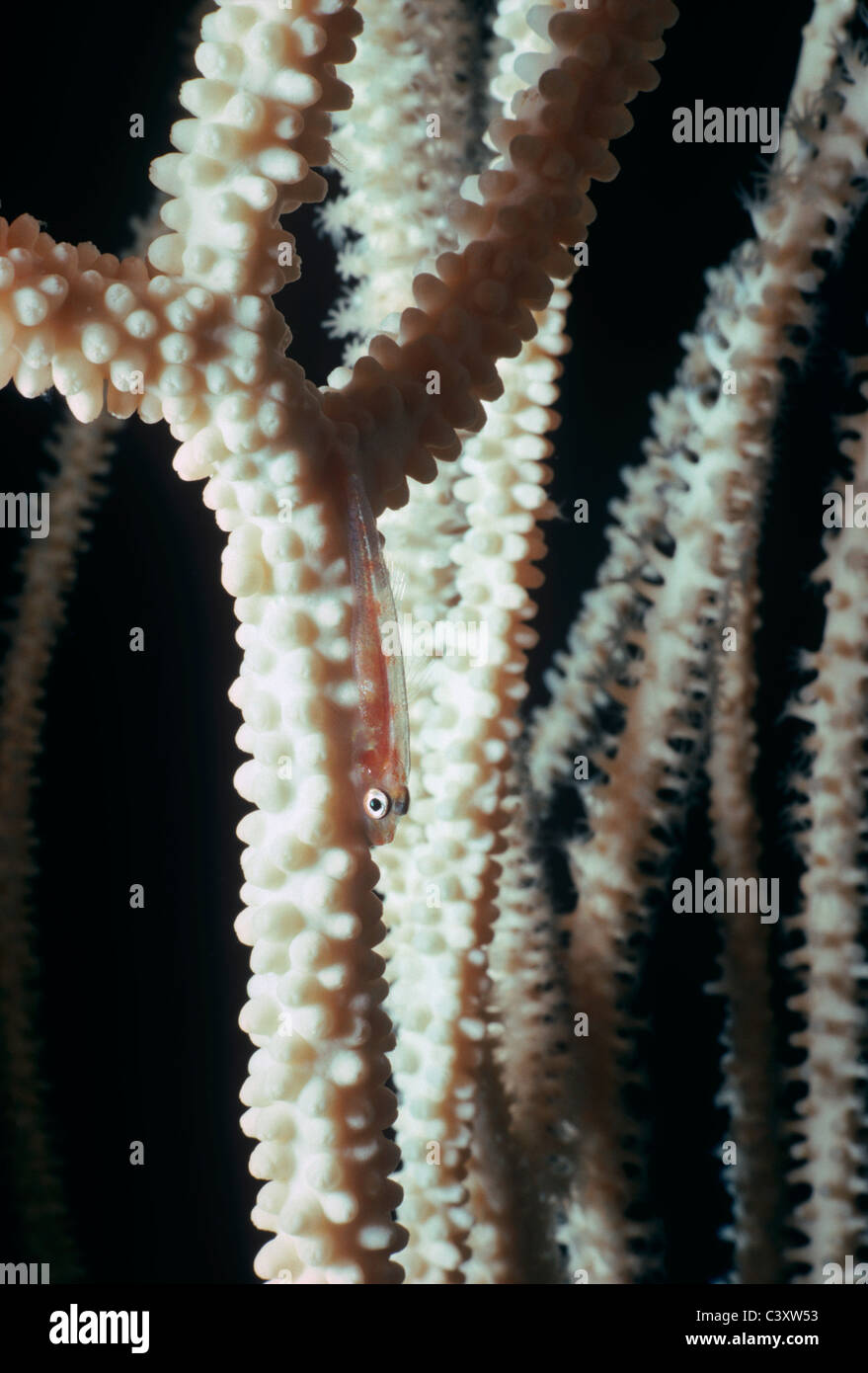 Peitsche Coral Dwarfgoby (Bryaninops Youngei) auf Whip Coral (Juncella Juncea). Ägypten, Rotes Meer Stockfoto