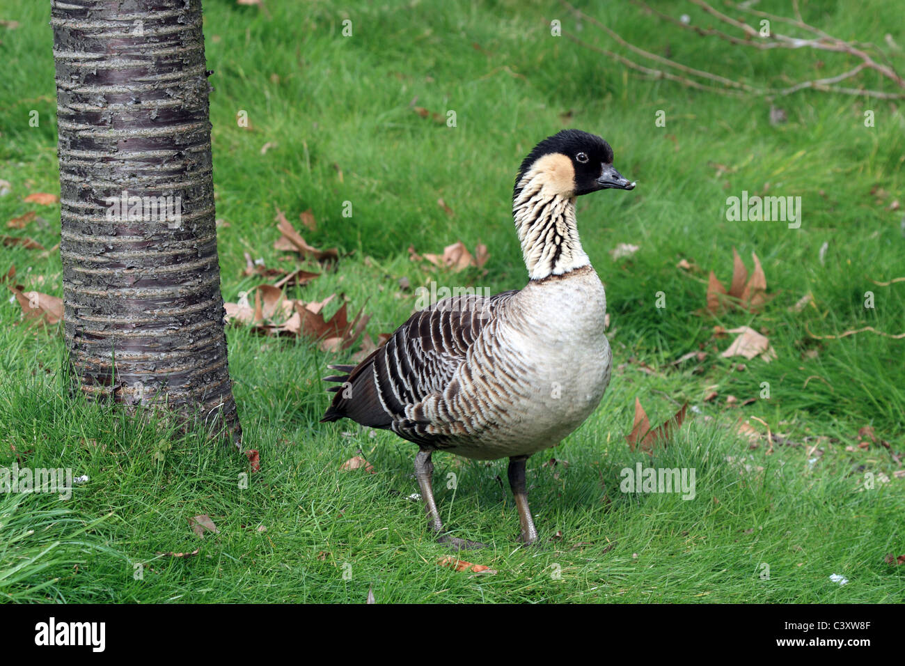 Hawaiianische Gans oder Nene (Branta Sandvicensis) - Gefangenen Vogel Stockfoto