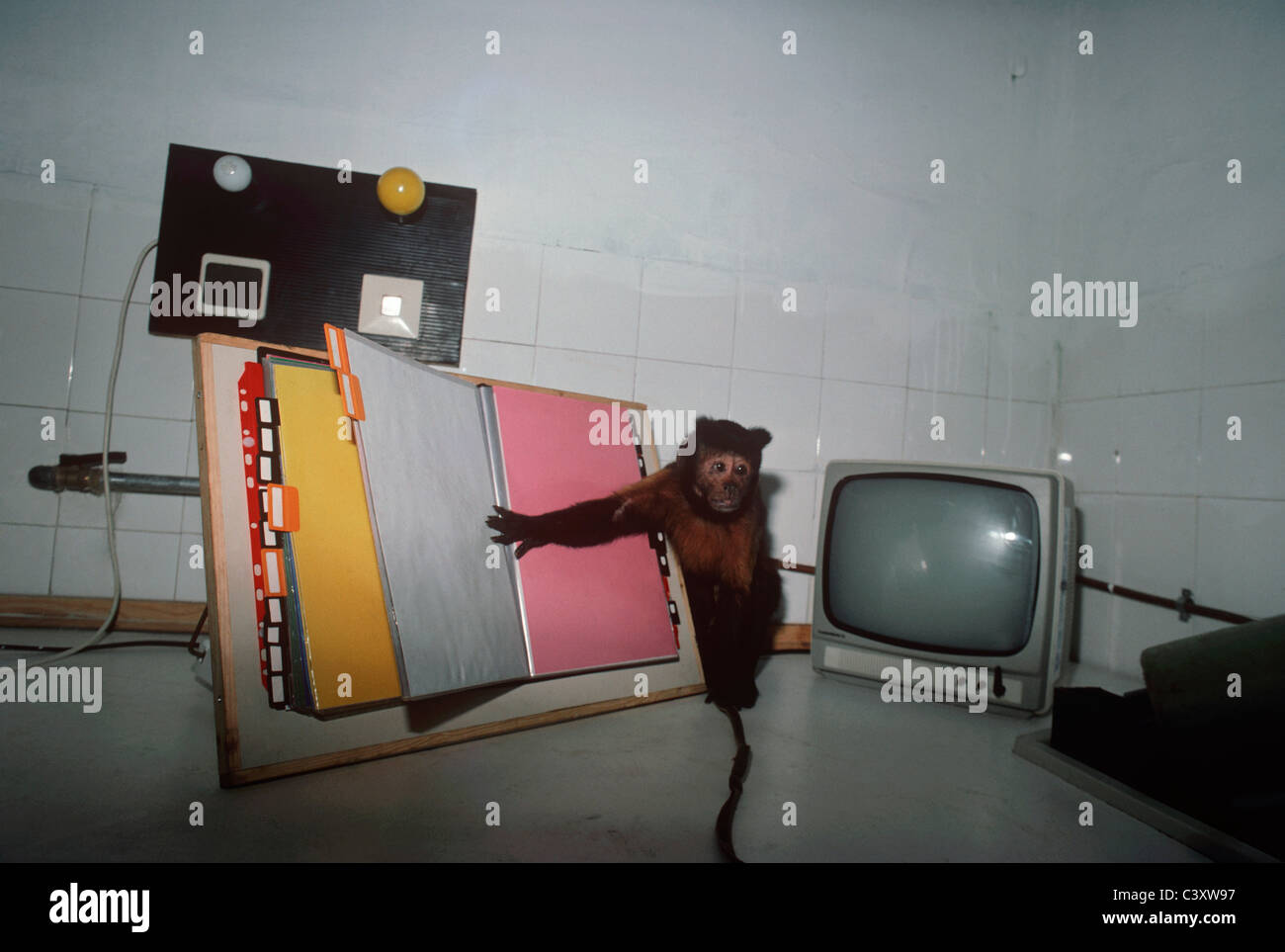 Eine Kapuziner Affe wird die Seite eines Buches als Assistentin für Menschen mit körperlichen Behinderungen.  Tel Aviv, Israel Stockfoto