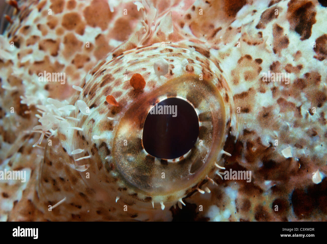 Auge von einer giftigen Tassled Scorpionfish (Scorpaneopsis Oxcephalus). Ägypten - Rotes Meer Stockfoto