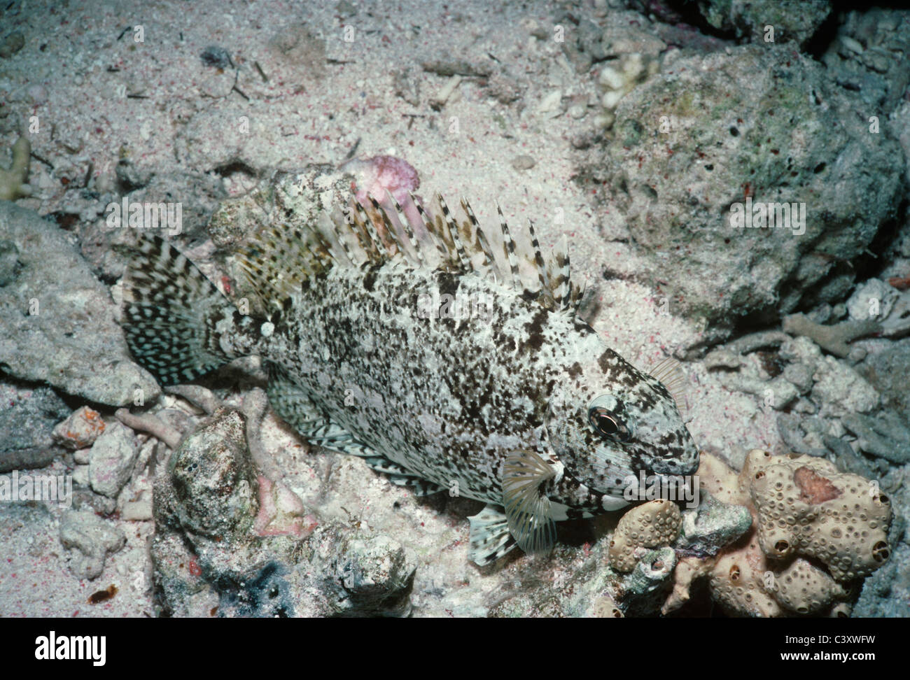 Squaretail Kaninchen (Siganus Luridus) an einem Korallenriff nachts zu schlafen. Ägypten, Rotes Meer. Stockfoto