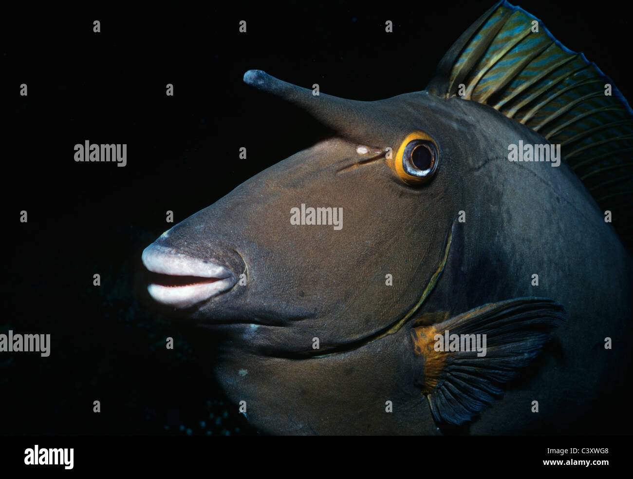 Gesicht von einer Bluespine Unicornfish (Naso Unicornis). Ägypten, Rotes Meer. Stockfoto