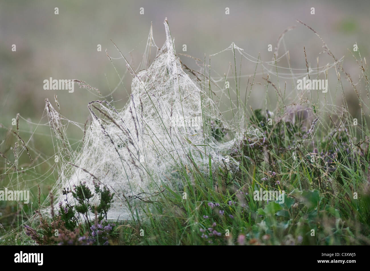 Spinnennetz in Tau auf Heideland, bedeckt, Hothfield Heathlands, Kent, England, August Stockfoto