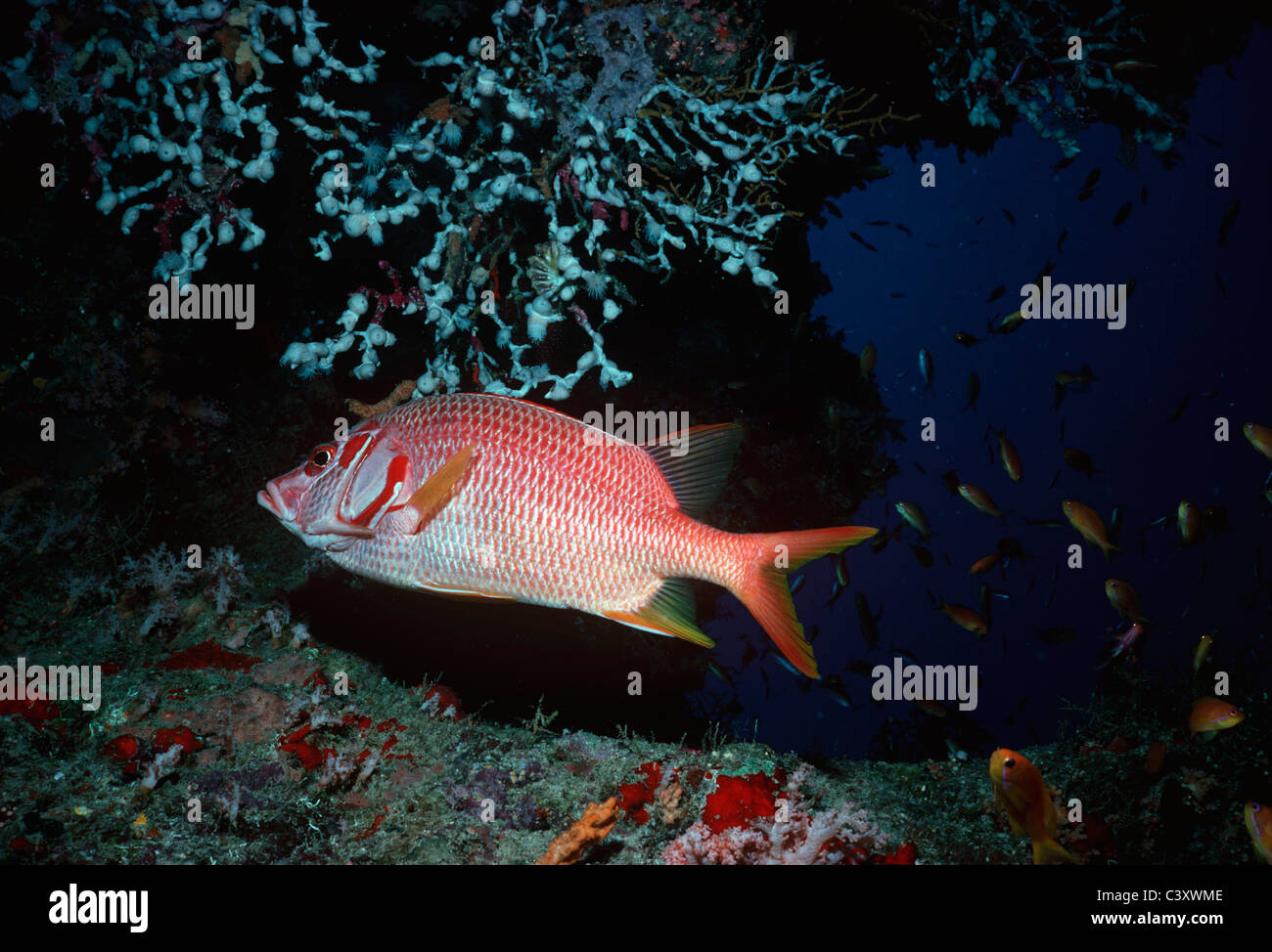 Ein Squirrelfish (Holocentridae) schwimmt inmitten kleiner Goldfisch farbigen Anthias (Anthiinae) an der Mündung einer Höhle im Roten Meer. Stockfoto