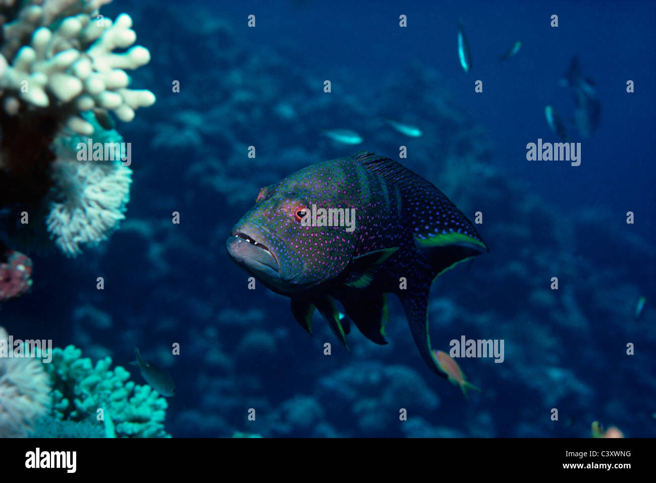 Korallenriff - Rote Meer navigieren Lunartail Zackenbarsch (Variola Louti) und symbiotische Bluestreak Reinigungsmittel (Labroides Dimidiatus). Stockfoto