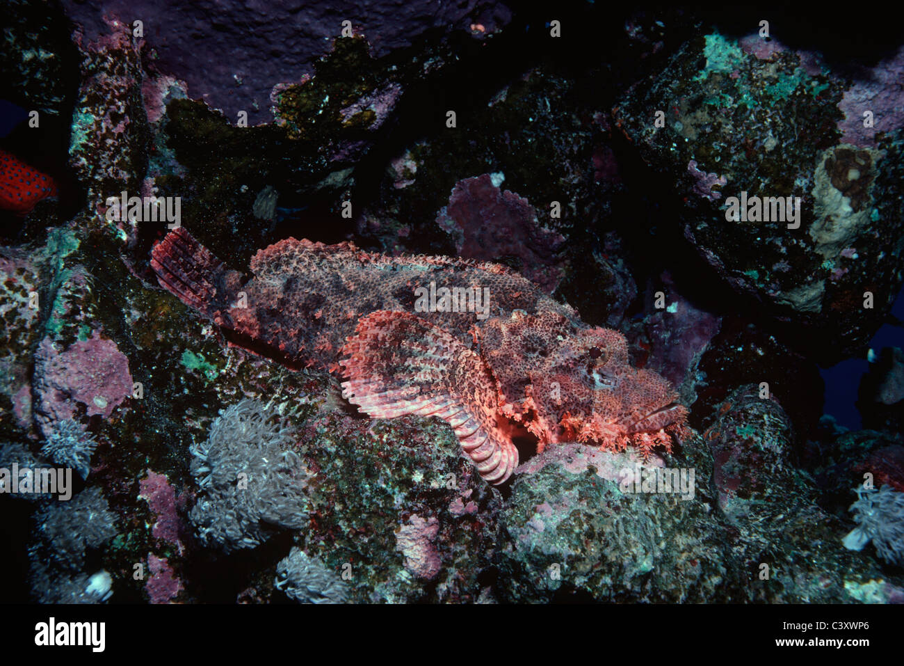 Giftige bärtige Drachenköpfe (Scorpaenopsis Barbatus) getarnt auf Korallenriff. Ägypten, Rotes Meer. Stockfoto