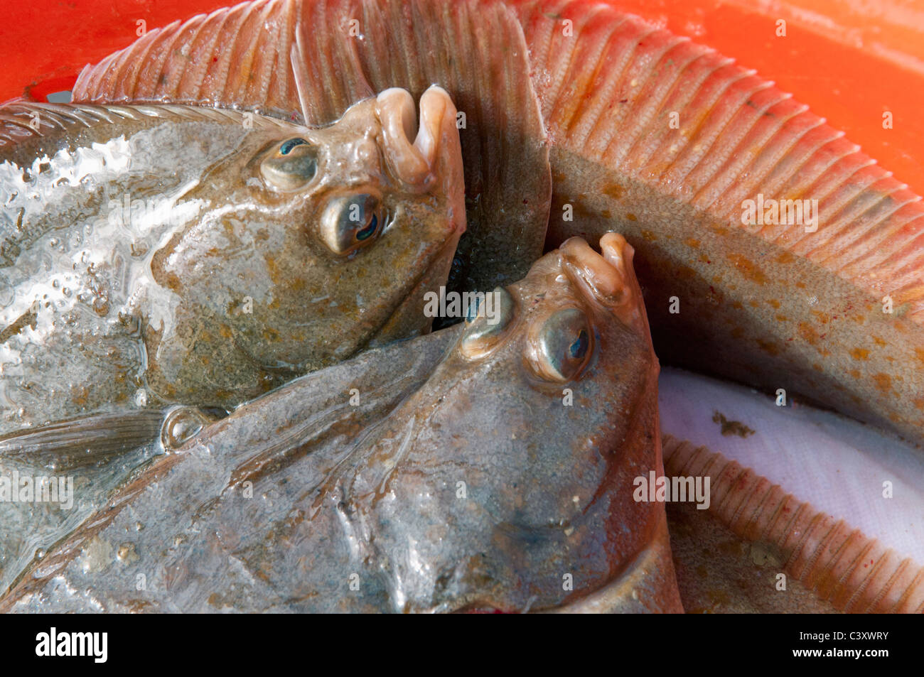 Erwischt Yellowtail Flunder (Limanda Ferruginea) in einem orangefarbenen Eimer sortiert. Stellwagon Bank, New England, Atlantik. Stockfoto