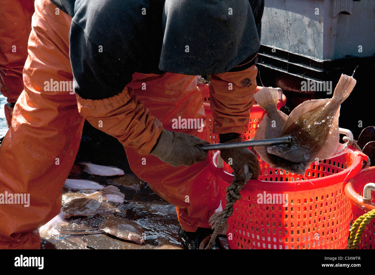 New England Fischer Sortierung der Gelbschwanz-Butt (Limanda Ferruginea) nach Größe mit einem Gaff. Stellwagon Bank, New England, A Stockfoto