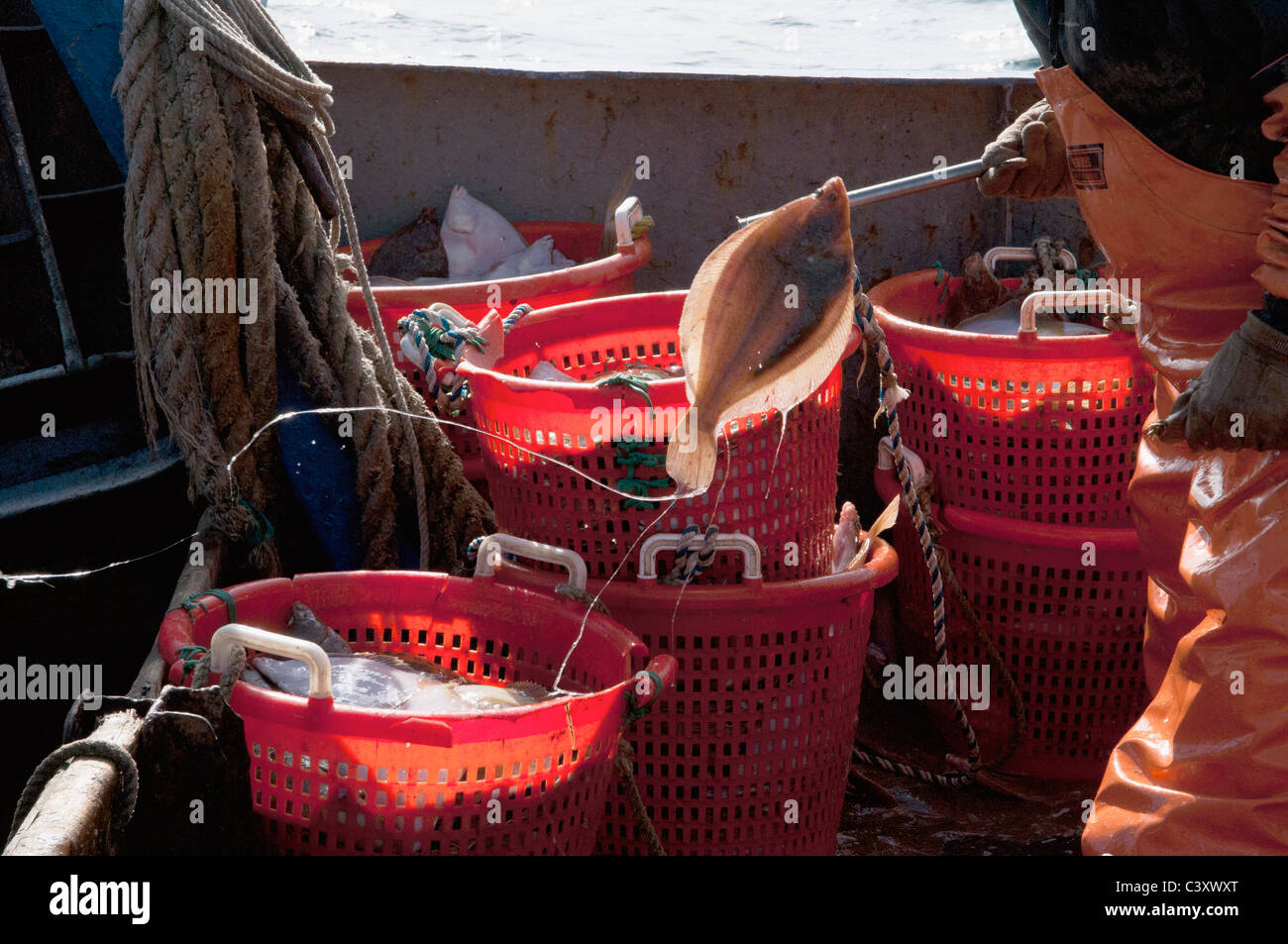 New England Fischer Sortierung der Gelbschwanz-Butt (Limanda Ferruginea) nach Größe mit einem Gaff. Stellwagon Bank, New England Stockfoto