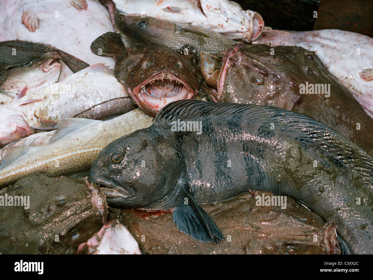 Steinbeißer (Anarhichas Lupus), Seeteufel (Lophius Americanus) und Kabeljau (Gadus Morrhua) auf dem Deck der Fischerei Dragger. Stockfoto