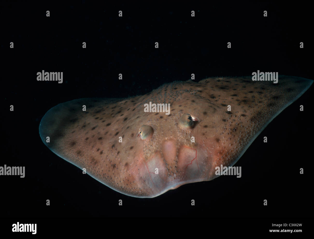 Kleinen Skate (Raja Erinacea) schwimmt im Wasser-Spalte. Cape Ann, Massachusetts, Neuengland (USA) - Nord-Atlantik. Stockfoto