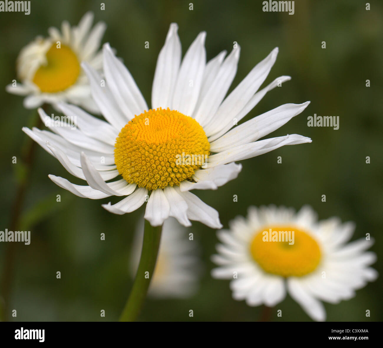 Wilde Kamillenblüten. Wächst in der Lancashire-Landschaft. Stockfoto