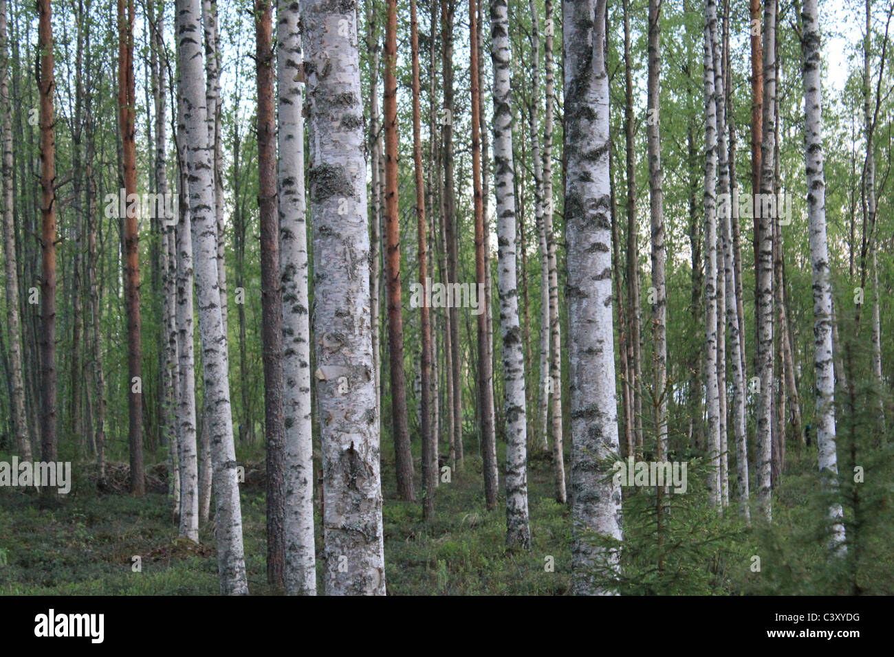 Finnischer Wald mit Birken und Kiefern. Birke steht symbolisch für Anfänge, Erneuerung & Neuanfang. Stockfoto