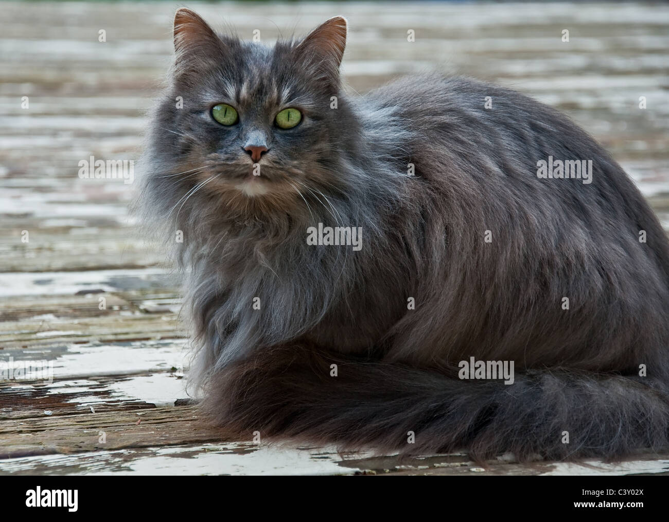 Dieses Haustier Portrait ist eine schöne grüne Augen Katze, mit langhaarigen grauen Pelz. Sie sitzt auf einer Terrasse im Freien und ist auffällig. Stockfoto