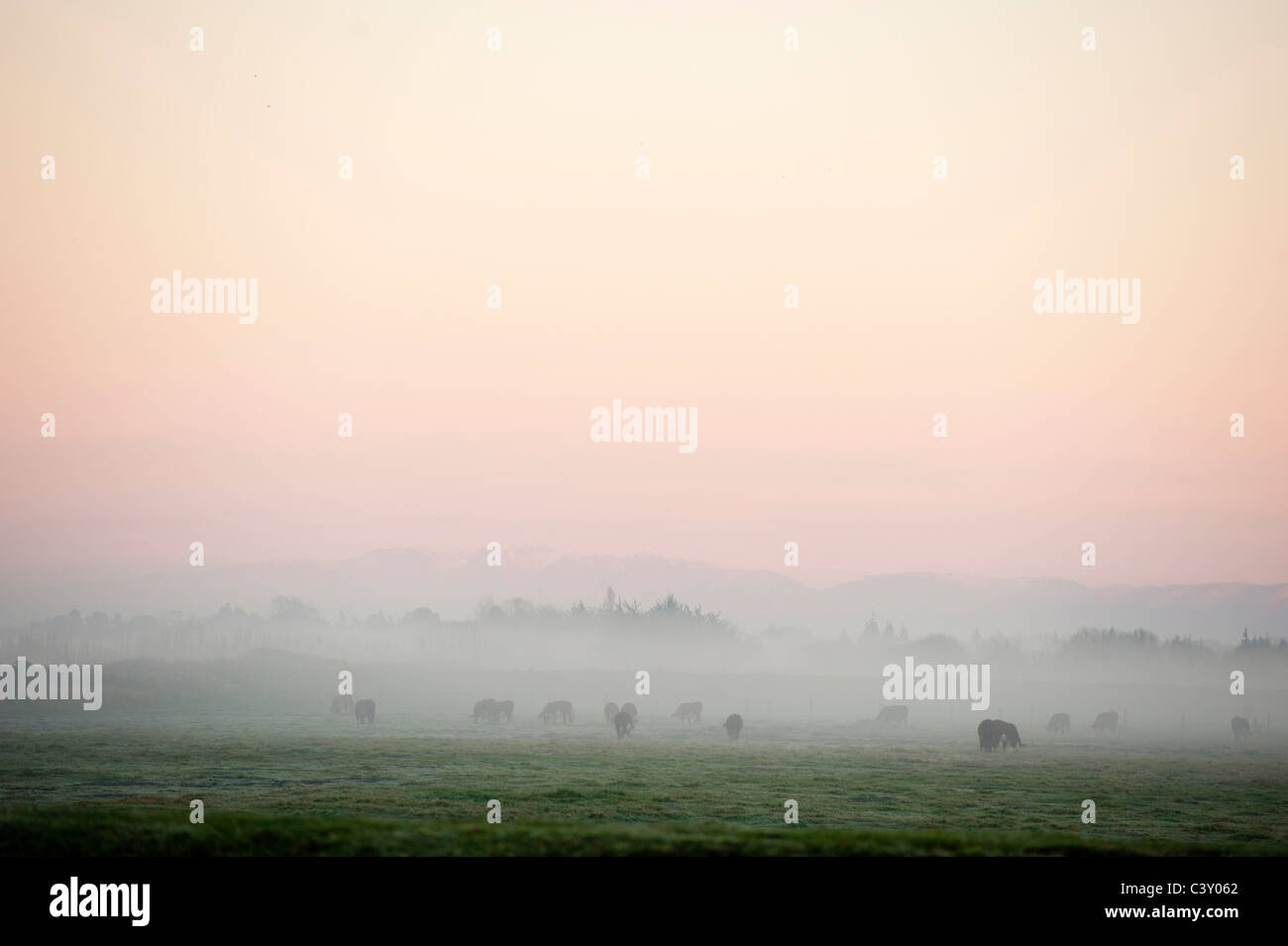 Vieh durch Nebel bei Sonnenaufgang Stockfoto