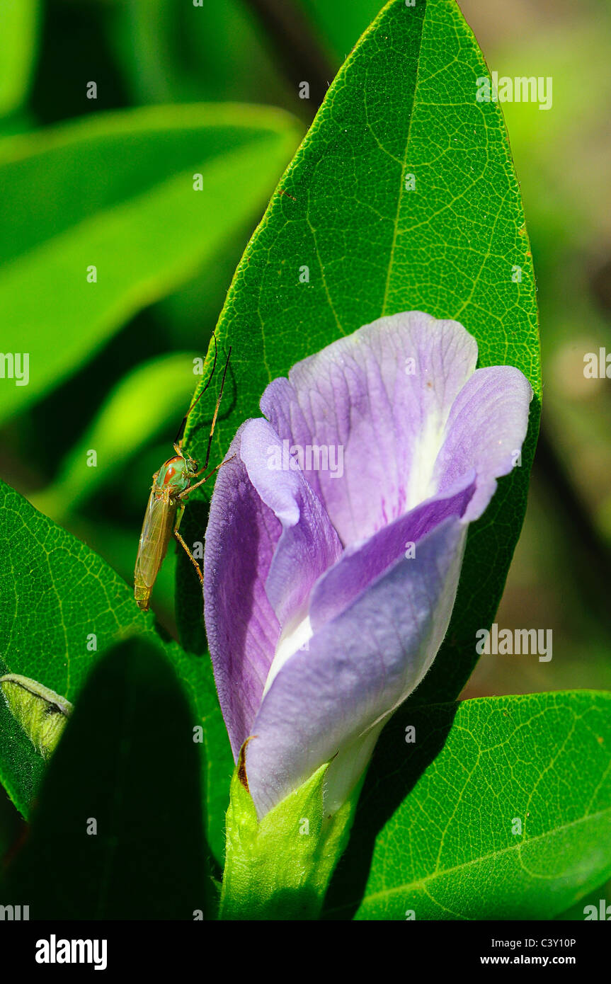 Schmetterlings-Erbse Stockfoto