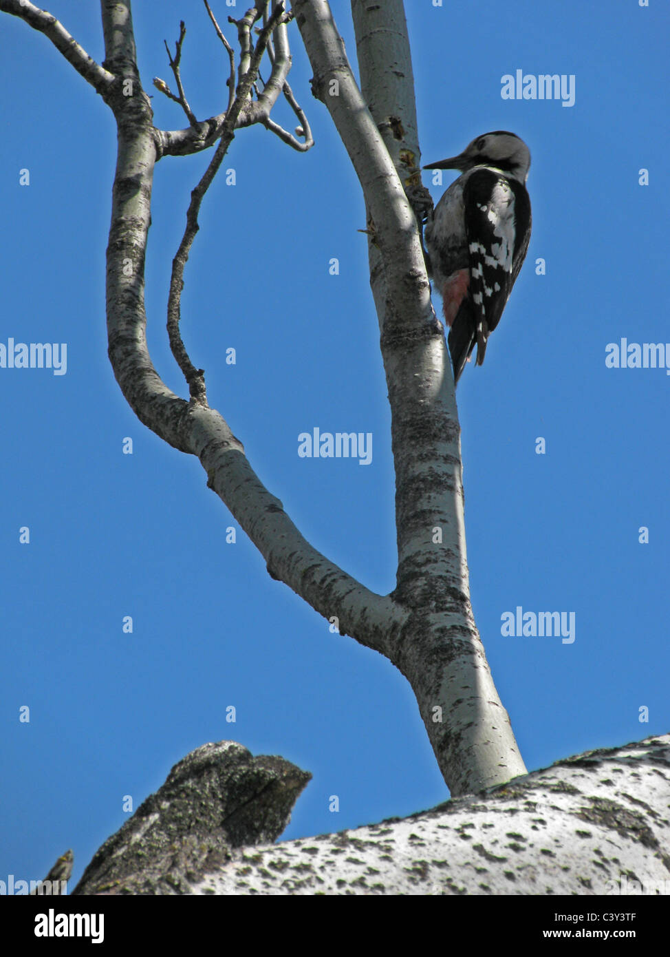 Specht auf einem Ast des Baumes Stockfoto