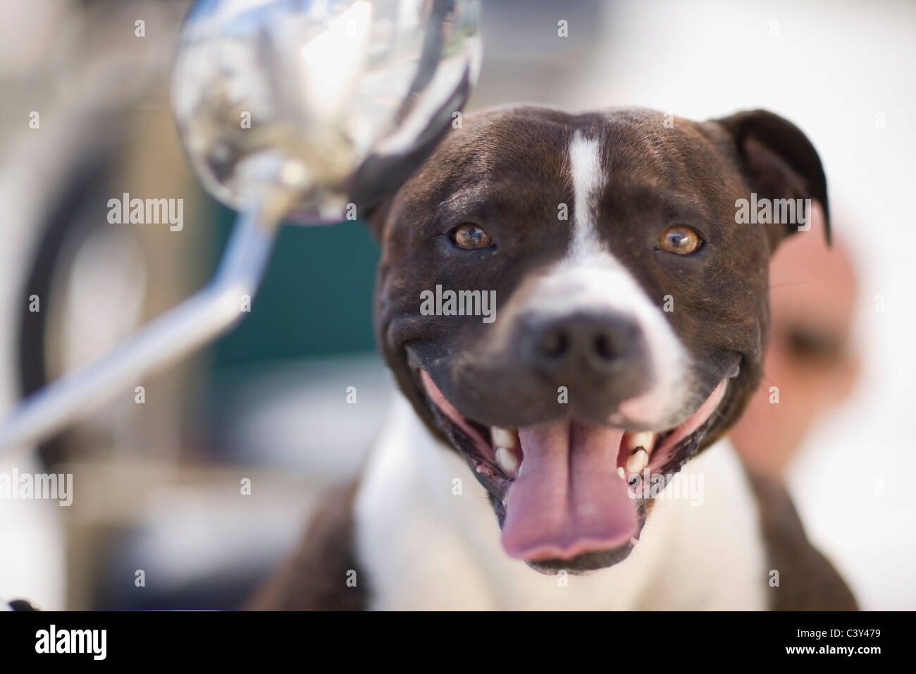 Motorcycle dog Fotos und Bildmaterial in hoher Auflösung Alamy