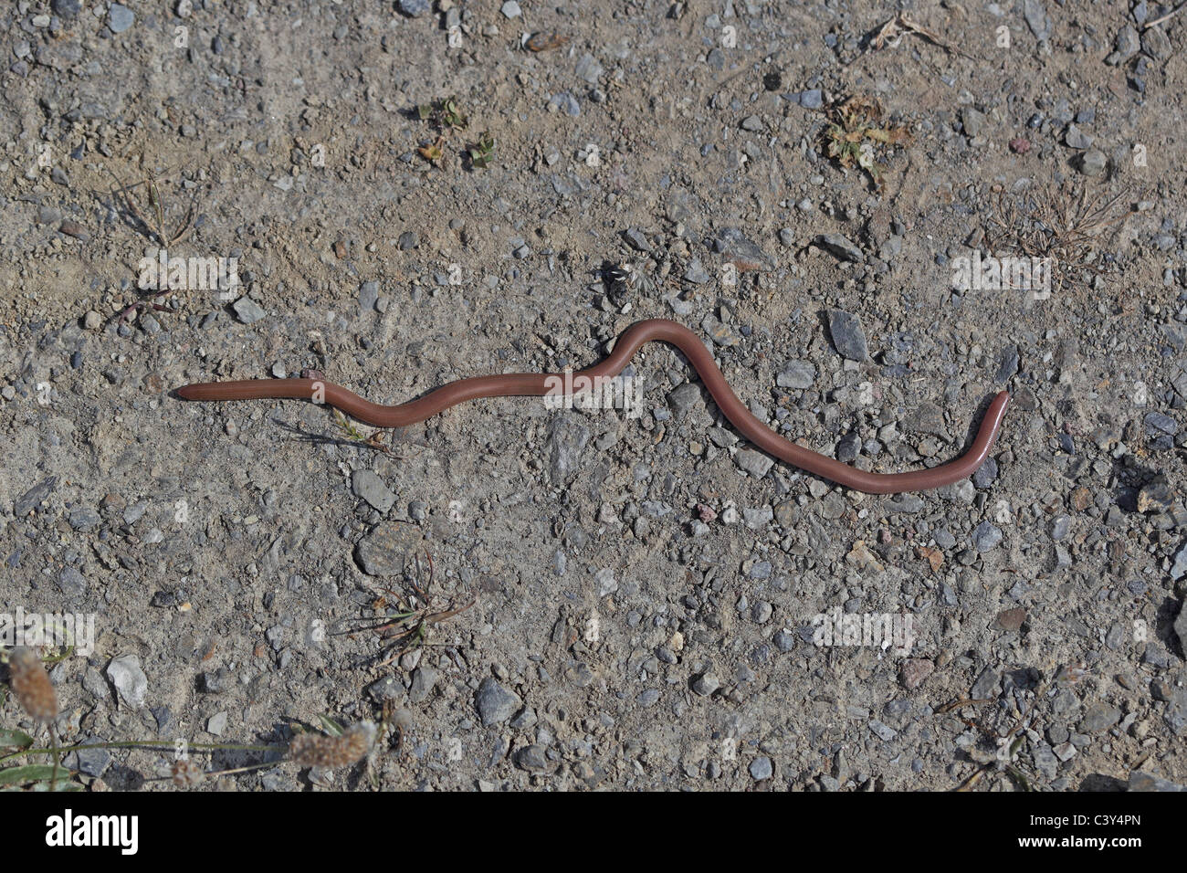 Wurm Schlange (Blödmann Vermicularis) Stockfoto