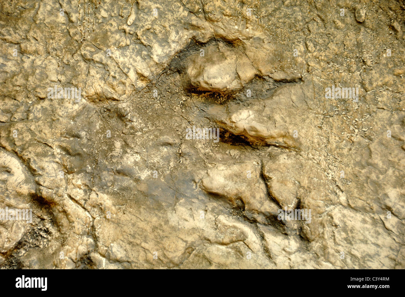 Plateosaurus Dinosaurier Fossilien Fußabdruck oder Spuren von französischen Departement Gard Stockfoto